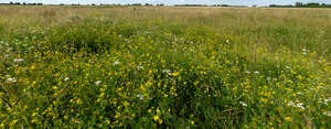 meadow with wild plants and flowers