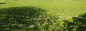 lawn with tree shadows