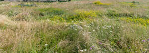 wild grass meadow