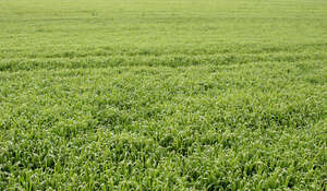 agricultaral field of grass