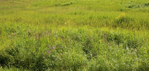 grassland with flowers