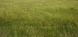 tall green grass