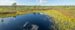 bog lake