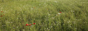 meadow with poppies