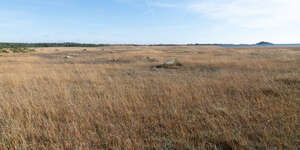 seaside field with reed in autumn