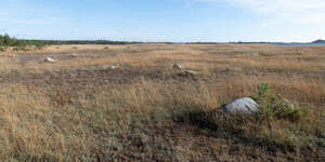 field of reed with rocks at a seaside