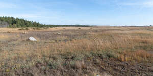 wild seashore with reed in autumn