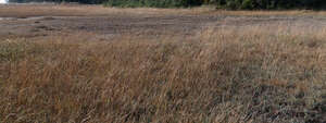 common reed in autumn