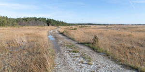 small road through a field of reeds