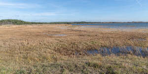 field of reeds at a seashore