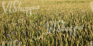 crop field