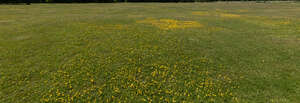 large area of a lawn with many buttercups