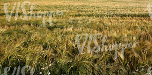 crop field