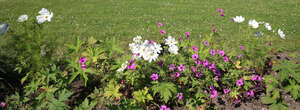 flowerbed with blooming flowers