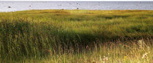 grassland by a seaside