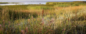 seaside grassy ground