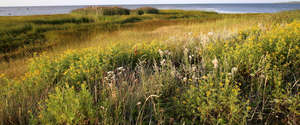 seaside grassland