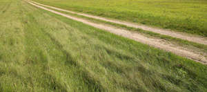 path in a grass field