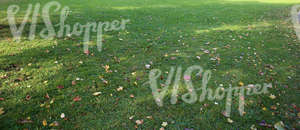 grass ground with autumn leaves