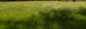 tall green grass in spring with a tree shadow