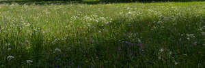 green grass in spring with some shadows