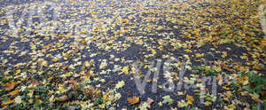 asphalt ground covered with leaves