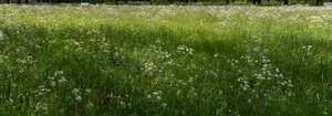 tall grass with tree shadows