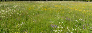 green grass with flowers in spring
