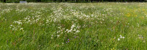 wild tall grass in spring