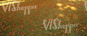 field of grass covered with autumn leaves 