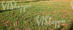 field of grass in autumn