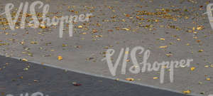 pavement covered with autumn leaves
