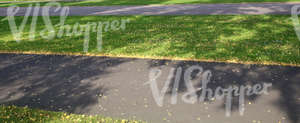 walkways in a park with autumn leaves