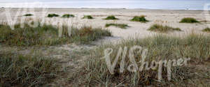 sandy seaside ground with bulrushes