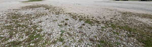 gravel ground with some grass