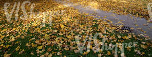 park ground with a walkway and autumn leaves