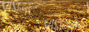 autumn ground covered with leaves