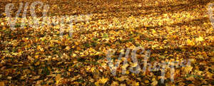 ground covered with autumn leaves