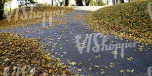 hilly park ground in autumn