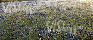 lawn with autumn leaves and frost