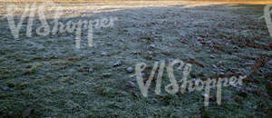 field of grass with autumn leaves and frost