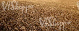 dry field in autumn