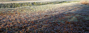 lawn with frost