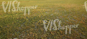 field of grass in autumn with a little bit of frost