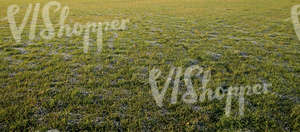 field of grass in autumn with a little bit of frost
