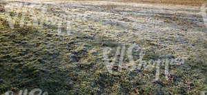 field of grass with autumn leaves and frost