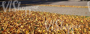 park ground with a walkway and autumn leaves