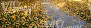 park ground with a walkway and autumn leaves