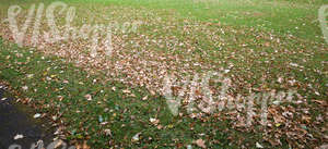 park ground with autumn leaves