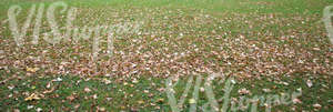 park ground with autumn leaves